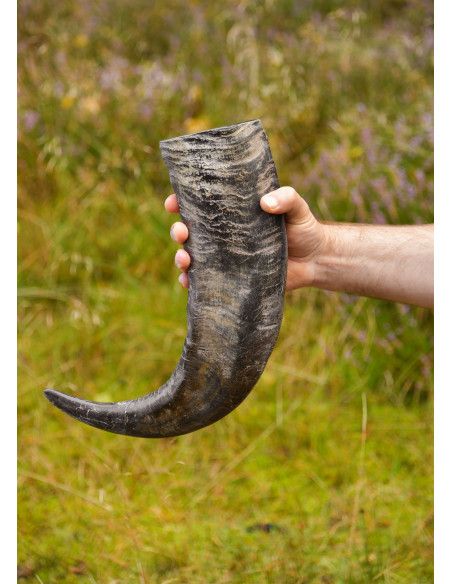 Buffalo Viking Horn for Historical...
