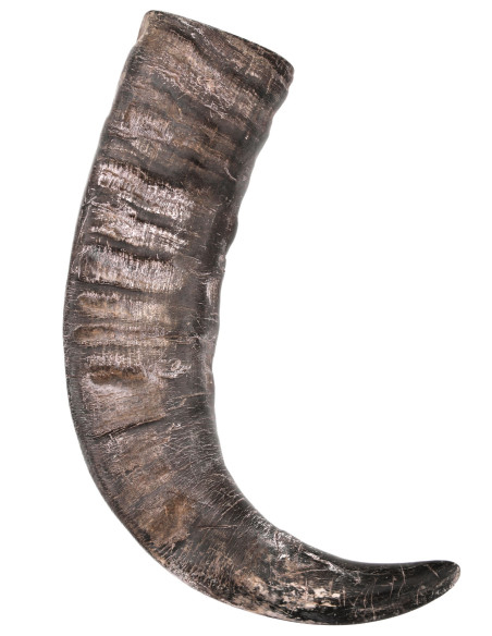 Viking Buffalo Horn for Historical...