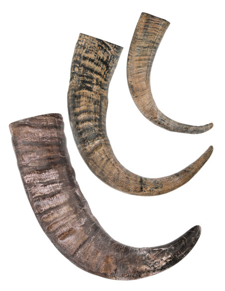Viking Buffalo Horn for Historical...