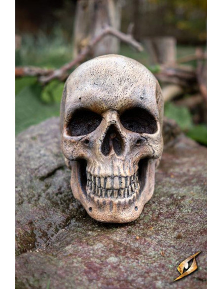 Human skull made of foam