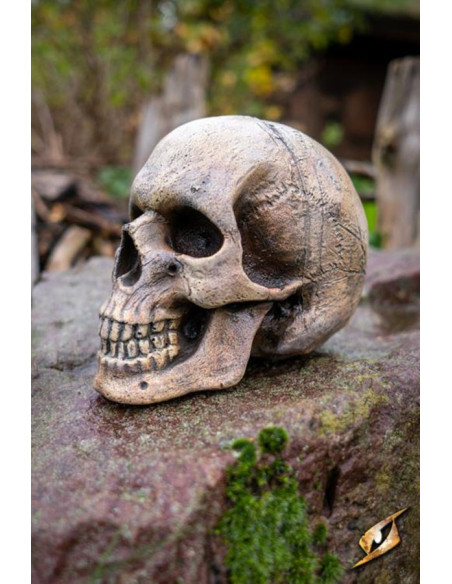 Human skull made of foam